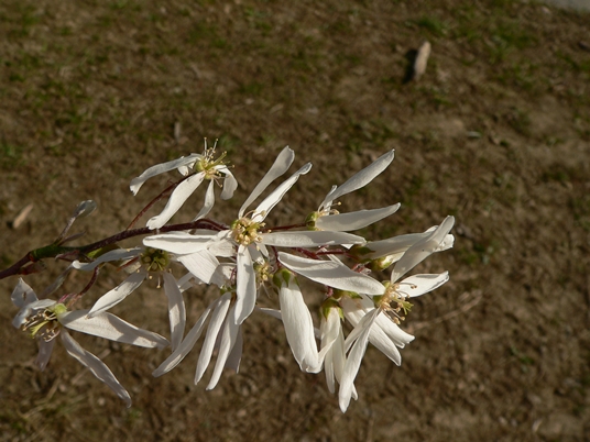 {Amelanchier arborea}